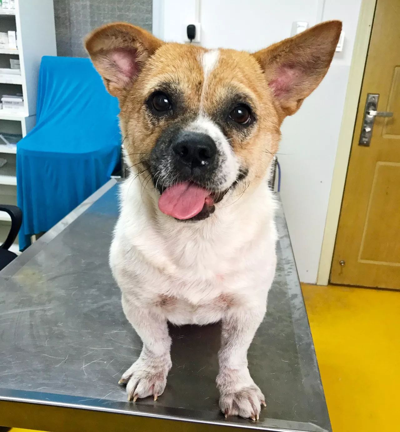 给狗狗一个温暖的家视频,给狗狗们一个干净舒适温馨的家