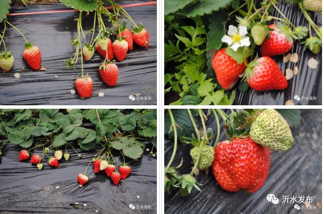 沂水妙香草莓,沂水草莓采摘园