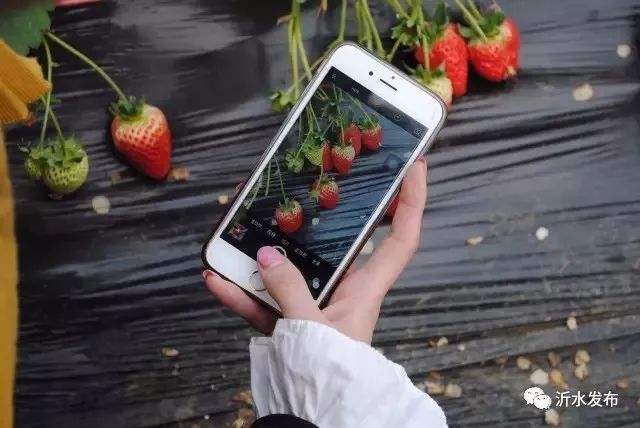 沂水妙香草莓,沂水草莓采摘园