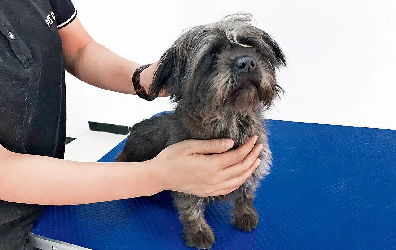 给狗狗一个温暖的家视频,给狗狗们一个干净舒适温馨的家