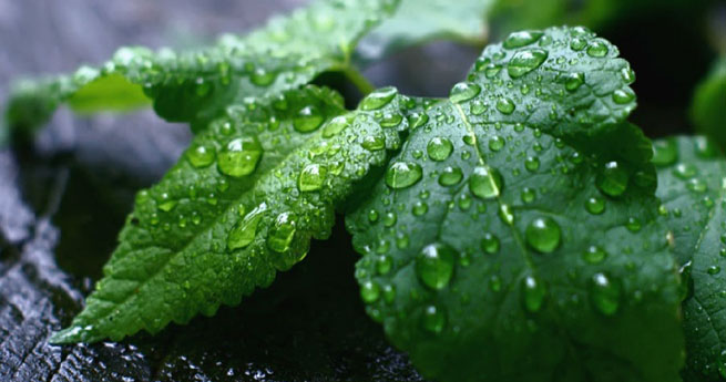 真正的药用薄荷,薄荷是一种什么药草