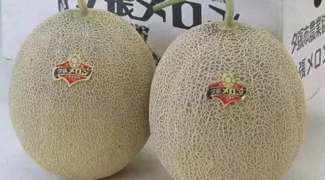 “果中爱马仕”！宁波这种本地桔子，店里一只卖20元！