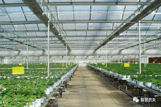 可以水培的蔬菜植物有哪些,水培家庭蔬菜种植箱优缺点