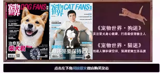 给狗狗一个温暖的家视频,给狗狗们一个干净舒适温馨的家