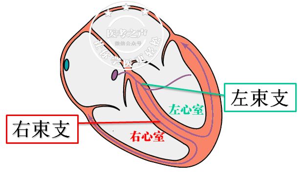 心电图秒懂,心电图零基础都秒懂