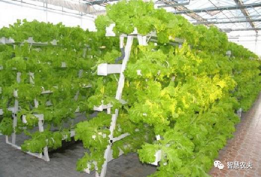 可以水培的蔬菜植物有哪些,水培家庭蔬菜种植箱优缺点