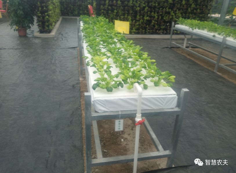 可以水培的蔬菜植物有哪些,水培家庭蔬菜种植箱优缺点