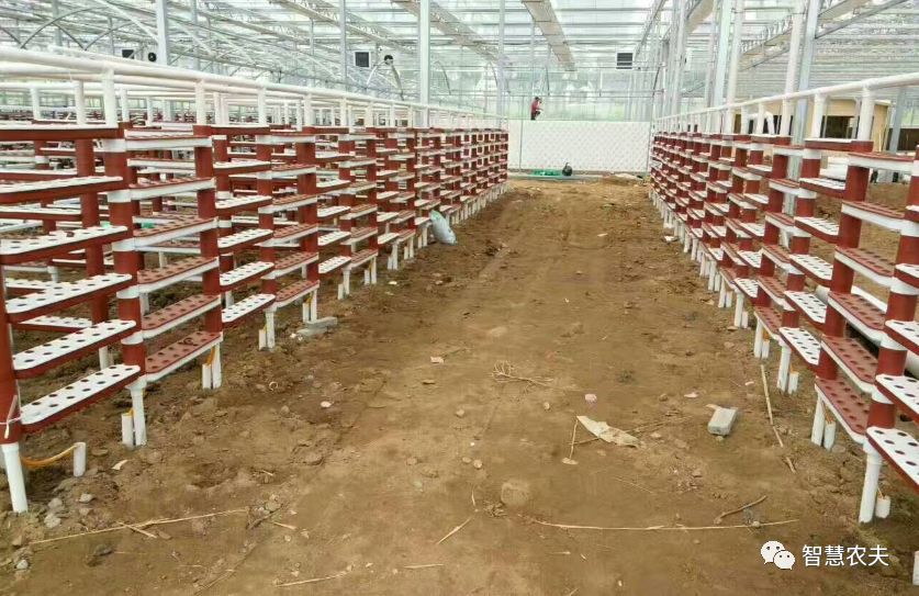 可以水培的蔬菜植物有哪些,水培家庭蔬菜种植箱优缺点