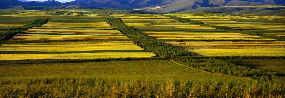 什么事情这么重要？内蒙古日报居然一下发了8个版！