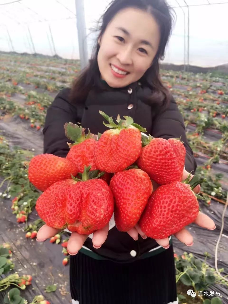 沂水妙香草莓,沂水草莓采摘园