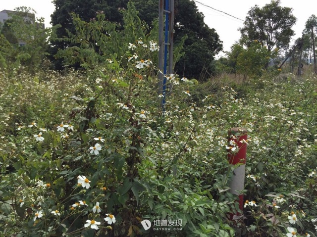 珠三角吃喝玩乐,珠三角美食一天游