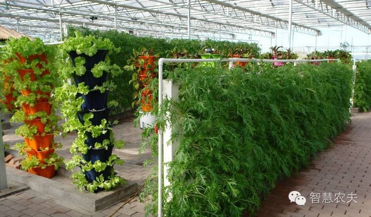 可以水培的蔬菜植物有哪些,水培家庭蔬菜种植箱优缺点