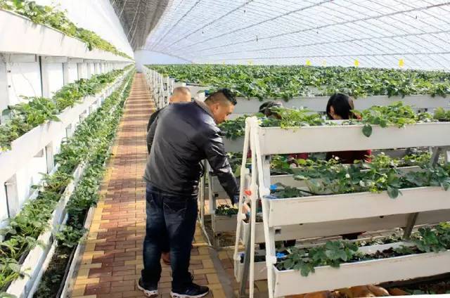 沂水妙香草莓,沂水草莓采摘园