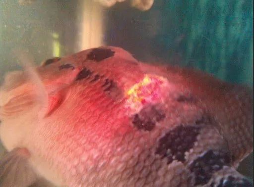 罗汉鱼身上掉肉,罗汉鱼掉一大块肉还有救吗