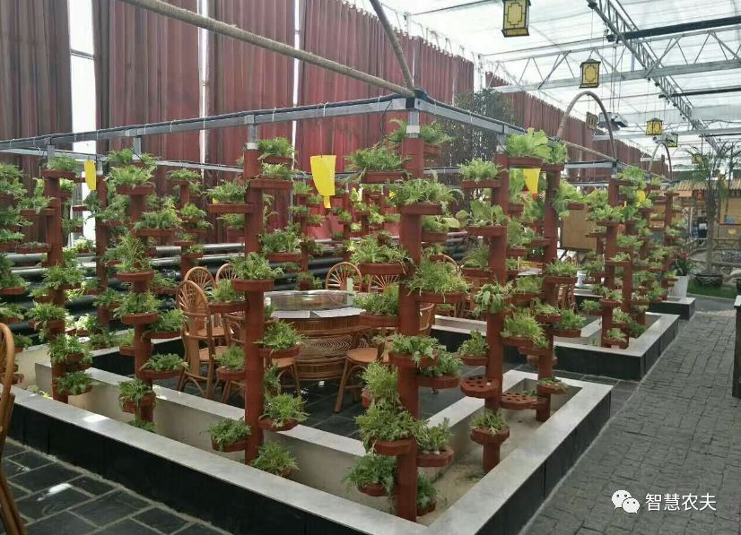 可以水培的蔬菜植物有哪些,水培家庭蔬菜种植箱优缺点