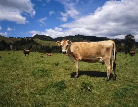护照签证过期了补办要多少钱,澳洲签证有效护照过期了怎么办