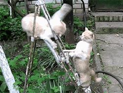 囧叔吐槽,囧吐槽