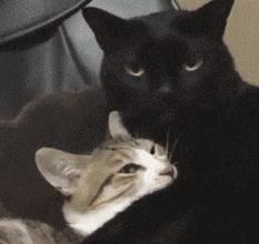 囧叔吐槽,囧吐槽