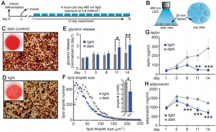 看文献的优点和缺点,看文献的话有哪些好处啊