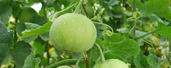 借鉴青岛发展全域旅游经验,莱西全域旅游