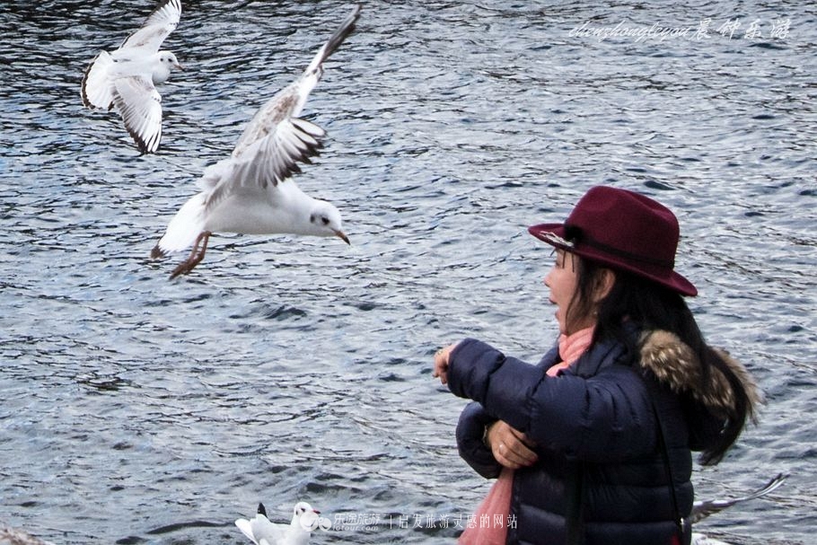 一只兔子原版抖音视频,一只低调奢华的兔子