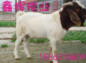 高级畜牧师题库,畜牧配种技术培训