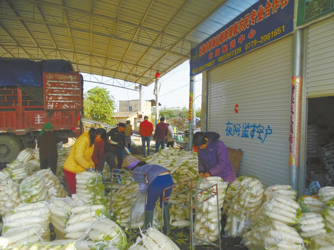 发展萝卜产业带动村民致富