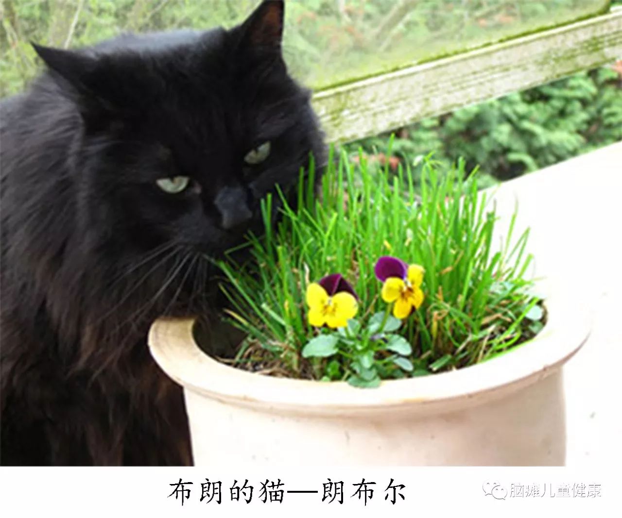 脑瘫画家AJ·布朗，勾勒生命的色彩