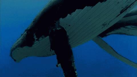 同性相斥异性相吸的动物,同性相吸异性相斥的生物原理