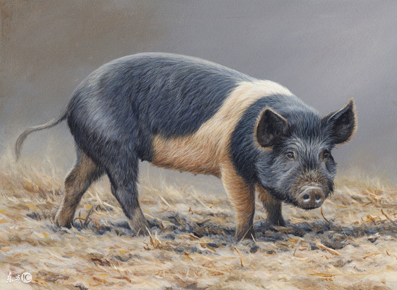 伪狂犬的最佳治疗方案，你学到了吗？