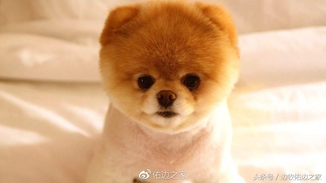 狗狗小常识视频,狗狗小常识文字大全