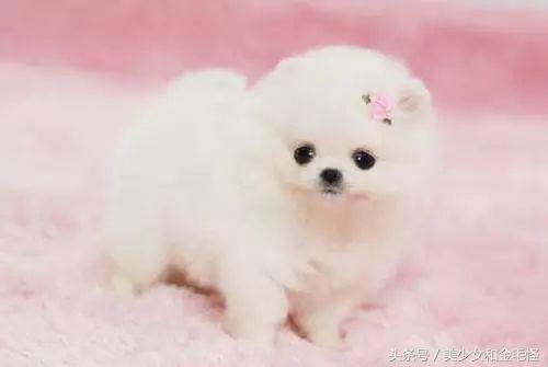 博美犬的正确护理方法,博美健康科普