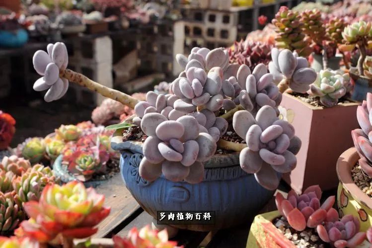 自己做多肉花盆，美肉美盆让阳台更加色彩！