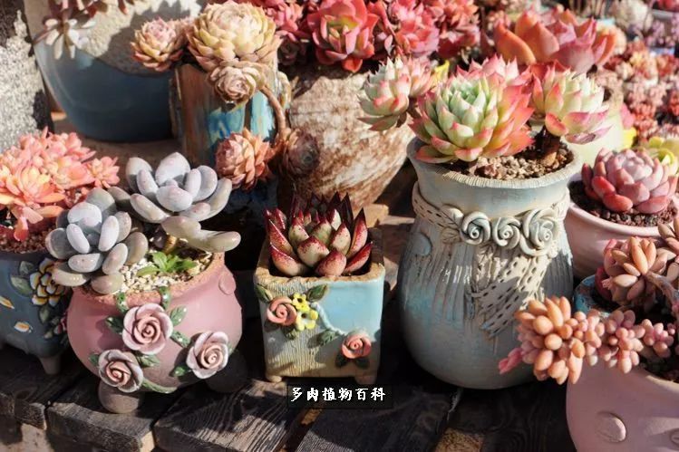 自己做多肉花盆，美肉美盆让阳台更加色彩！