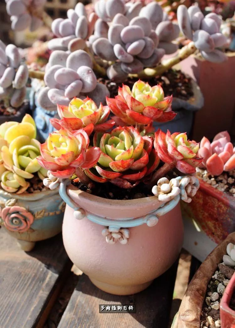 自己做多肉花盆，美肉美盆让阳台更加色彩！