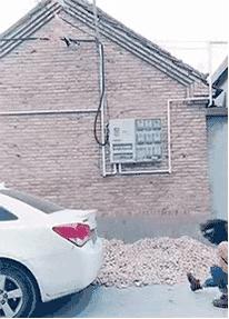 OhMy嘎噔，荷兰猪竟然吃屎，三观毁尽