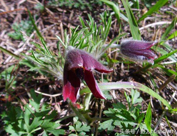 白头翁治痢疾,白头翁是痢疾的克星吗