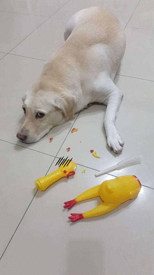 狗狗最喜欢玩的纸玩具,狗狗必买的10种玩具