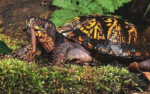 养龟科普视频,养龟新手看过来