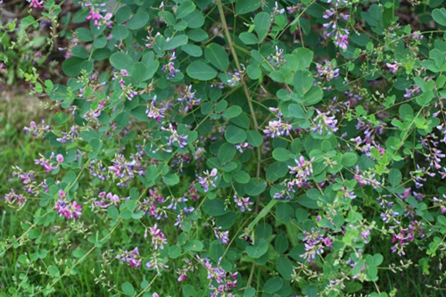 十年前血崩，她说是自己挖这个吃好的，你知道是什么吗？