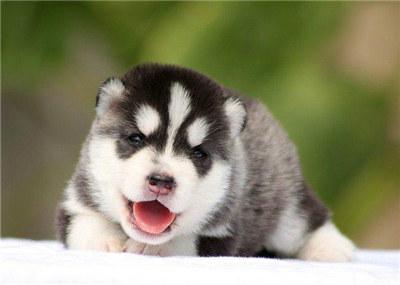 哈士奇怎么养要关注什么,最正确的哈士奇饲养方法