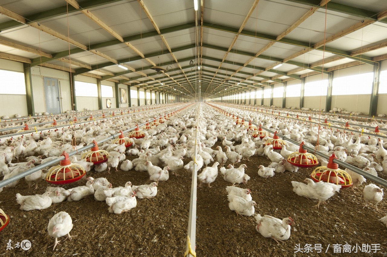 为什么刚到的鸡苗一天要死十多只,鸡苗突然死亡