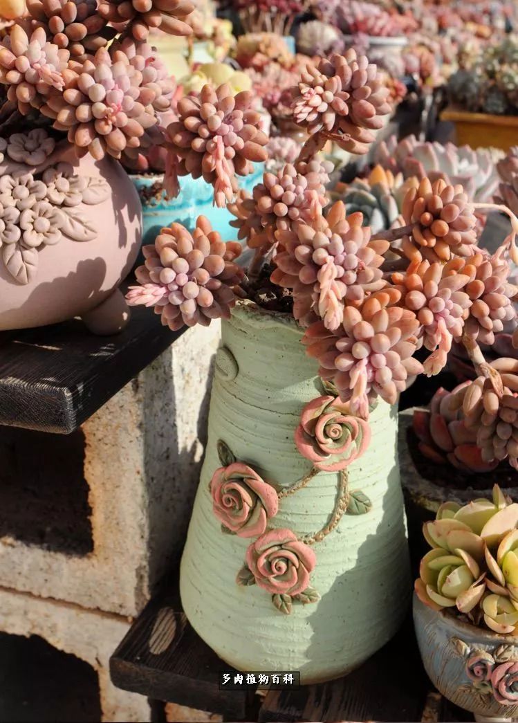 自己做多肉花盆，美肉美盆让阳台更加色彩！