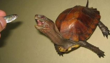 养龟科普视频,养龟新手看过来