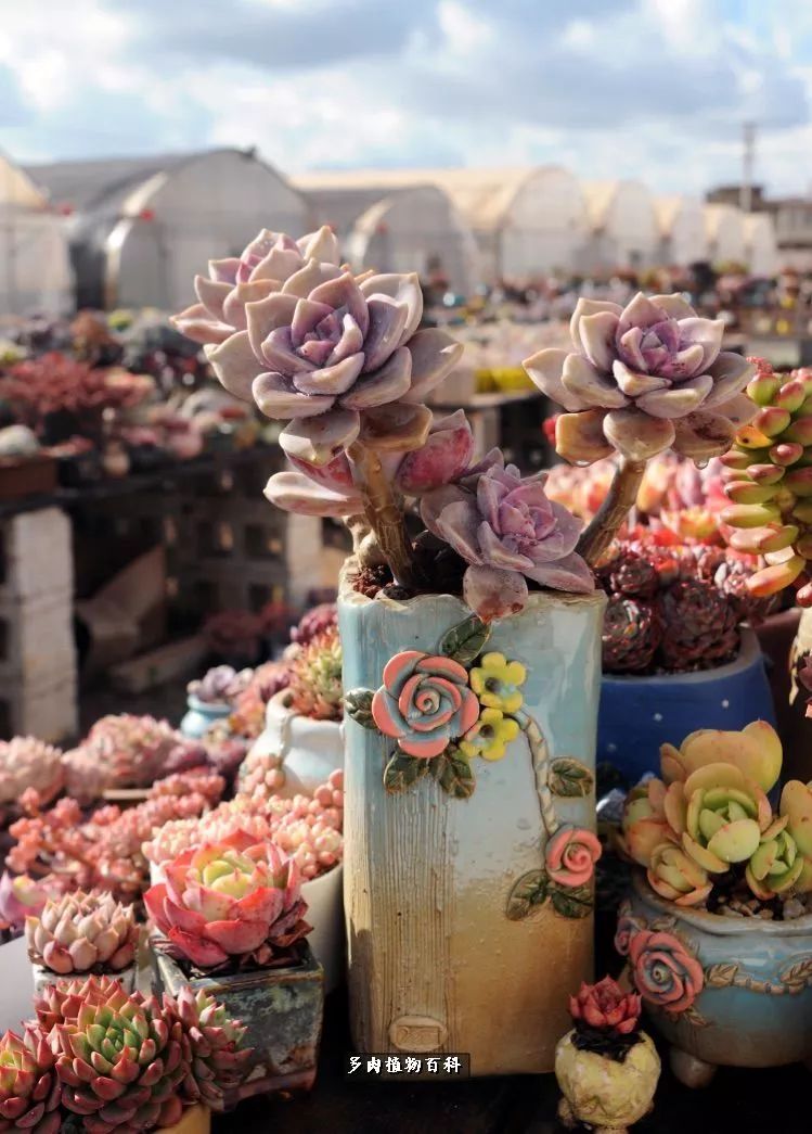 自己做多肉花盆，美肉美盆让阳台更加色彩！