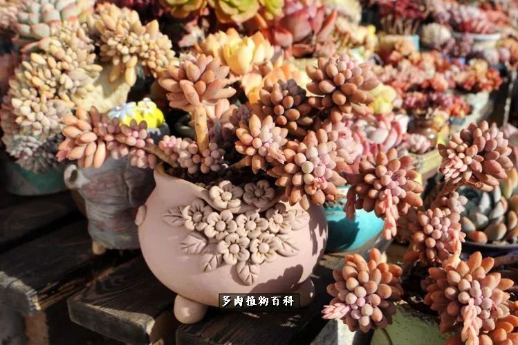 自己做多肉花盆，美肉美盆让阳台更加色彩！