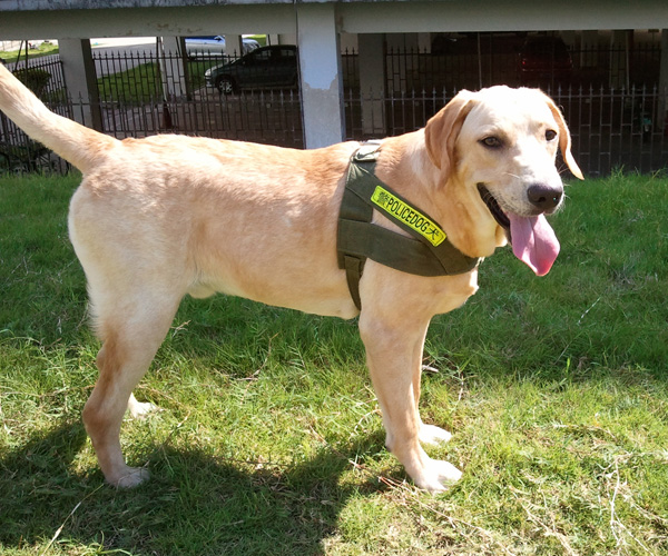 聪明的纯种拉布拉多,性格温顺聪明的狗狗中型犬
