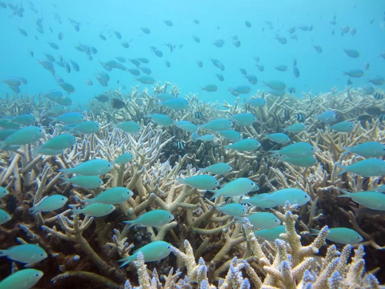 马尔代夫选岛攻略教你如何比别人省下5万块！