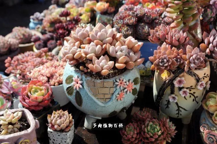 自己做多肉花盆，美肉美盆让阳台更加色彩！