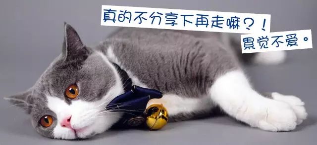 狗和猫的不同点有哪些,狗和猫在雪中的脚印有什么区别